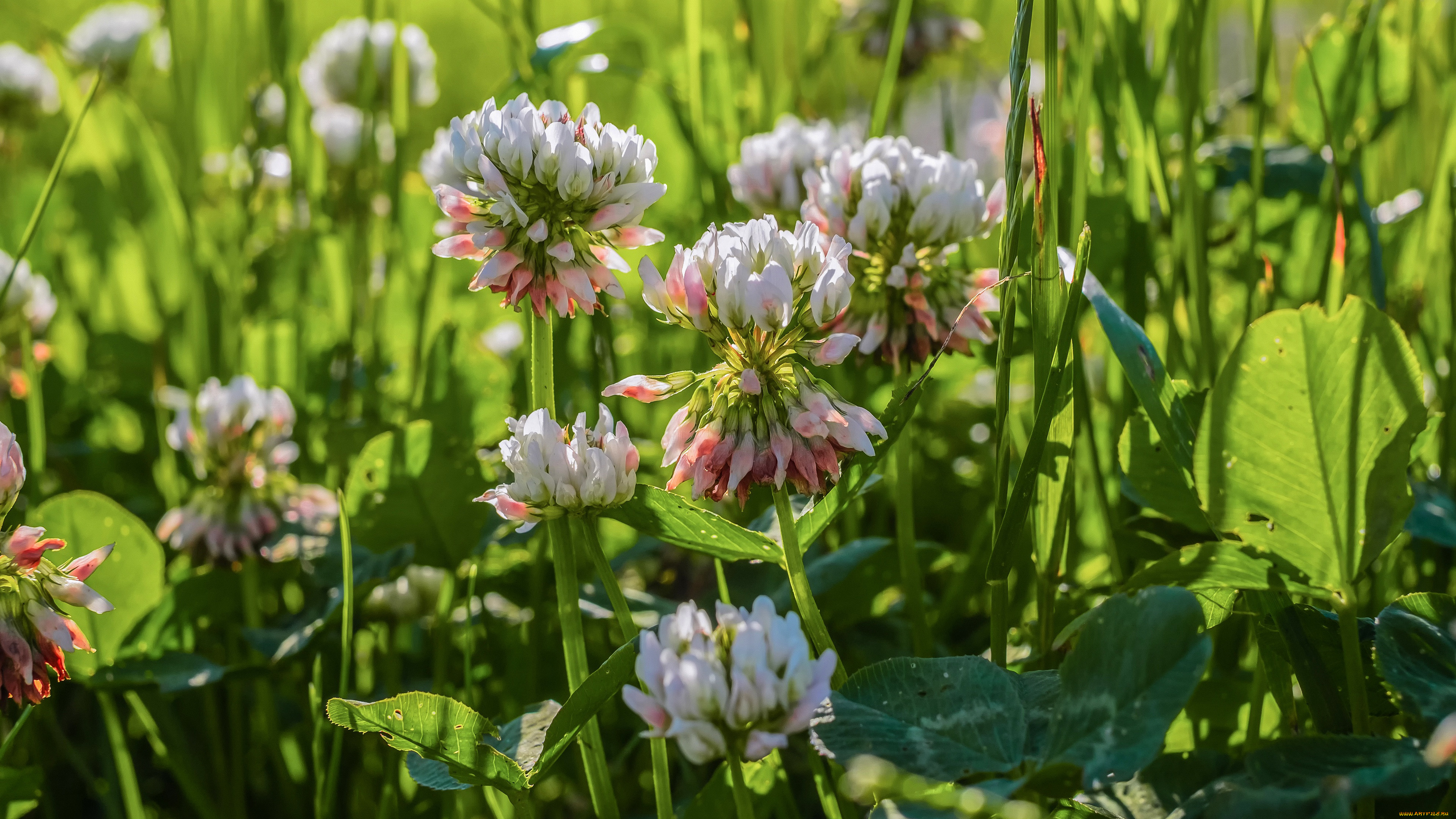 �����, ������� , �������,  �����, ������